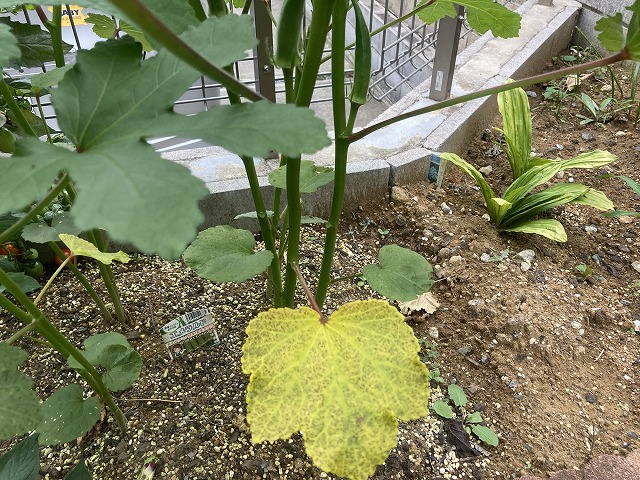 丸オクラ「エメラルド」 花が咲いたところから1枚残して、下の葉は取る