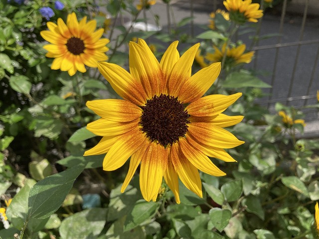 晩秋まで咲き続ける 1000輪咲きヒマワリ サンビリーバブル ２年目 ズボラな週末ガーデニング