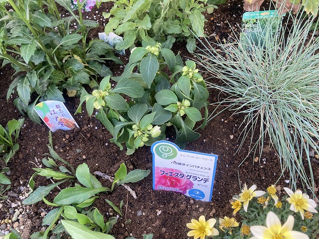 小ぶりなバラのように咲き乱れる インパチェンス フィエスタ グランデ 成長記録 ズボラな週末ガーデニング