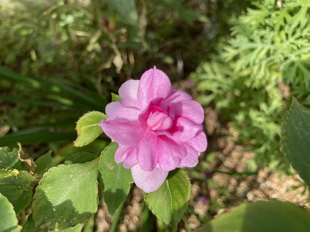 小ぶりなバラのように咲き乱れる インパチェンス フィエスタ グランデ 成長記録 ズボラな週末ガーデニング