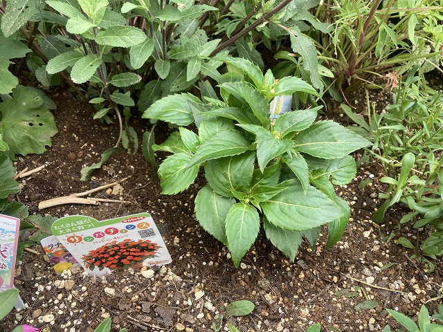 サンパチェンス・パッションオレンジ 植え付け 6月2日