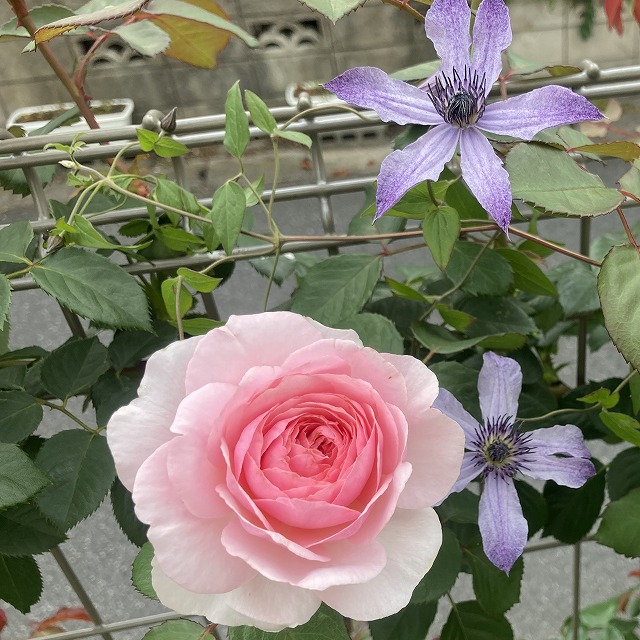 ３年目のオリビアローズオースチン 夏の花 秋の花 冬剪定 寒肥 ズボラな週末ガーデニング