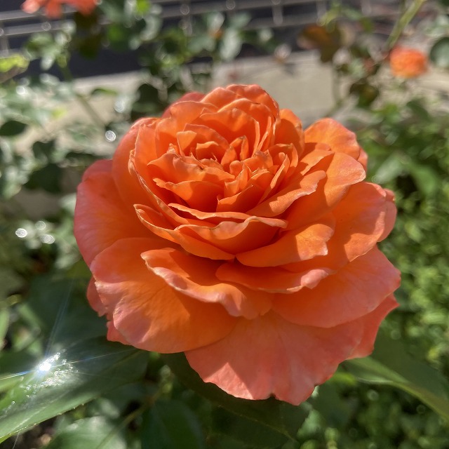 ビブレバカンス　バラ　特徴　育て方　オレンジ　ブログ　オレンジのバラ　メイアン　大苗　地植え　夏の花　秋の花　花持ち　剪定　寒肥