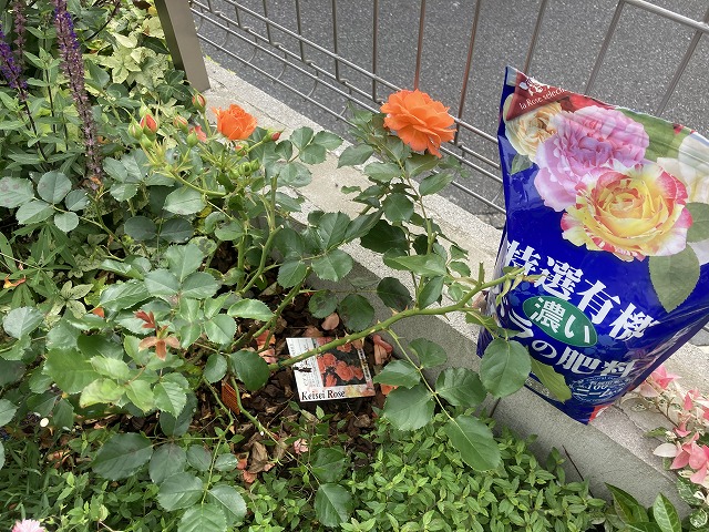 １年目のビブレバカンス！　５月30日　花後のお礼肥