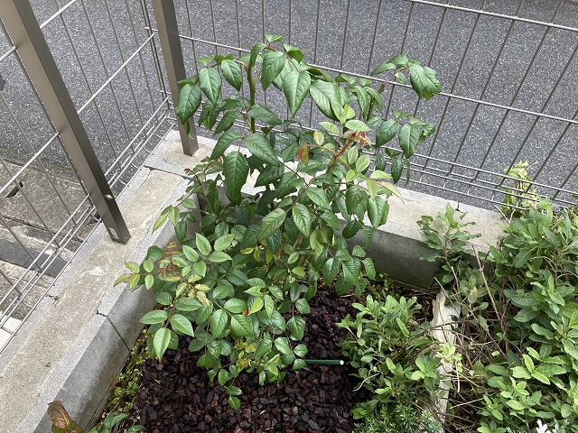 ティップントップ　植え付け一週間後　10月31日