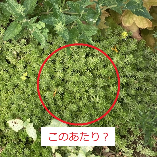 スノードロップ(2年目) 昨年(2021)7月25日
