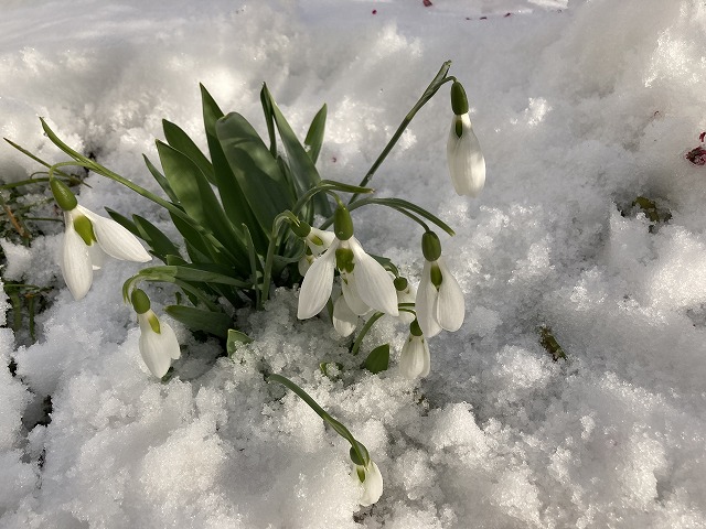 スノードロップ(3年目) 2月2日 雪の中で咲く!