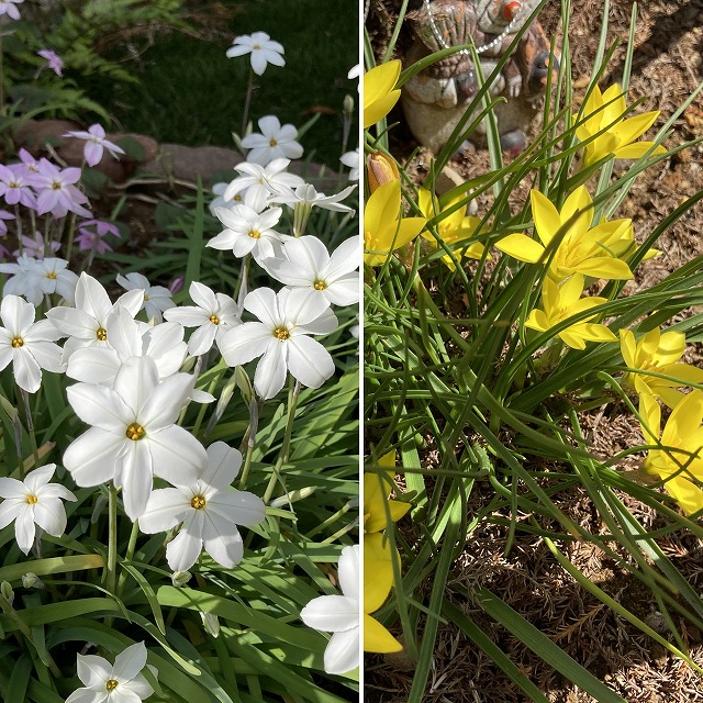 ハナニラ　イエイオン　イフェイオン　キバナハナニラ　黄花ハナニラ　特徴　育て方　球根　花言葉　雑草