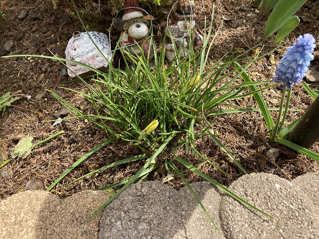 キバナハナニラ　３月21日