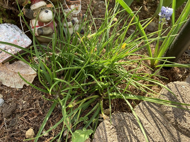 キバナハナニラ　４月10日
