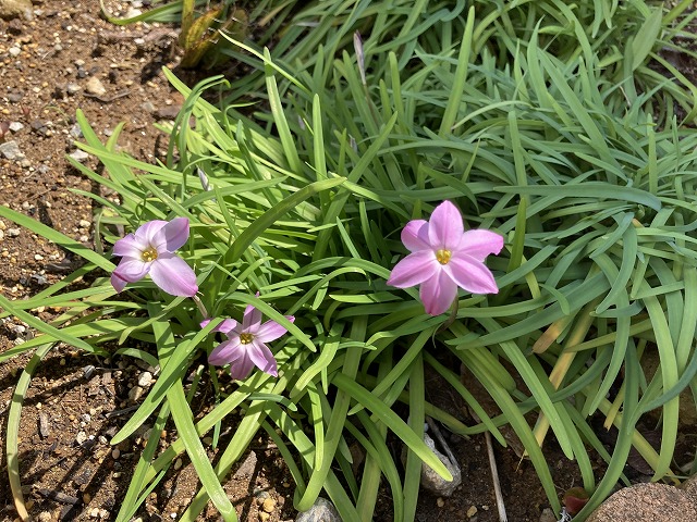 ハナニラ　３月28日