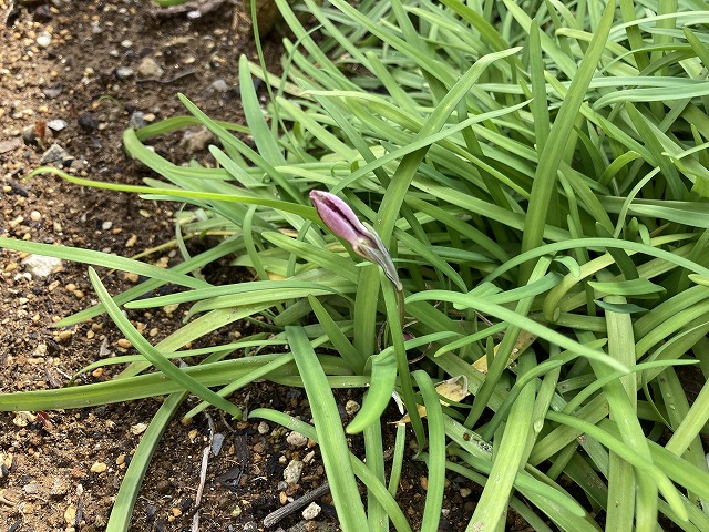 ハナニラ　３月21日