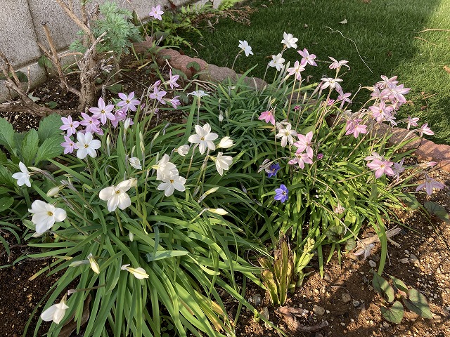 ハナニラ　４月12日