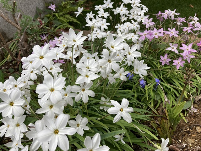 ハナニラ　４月17日