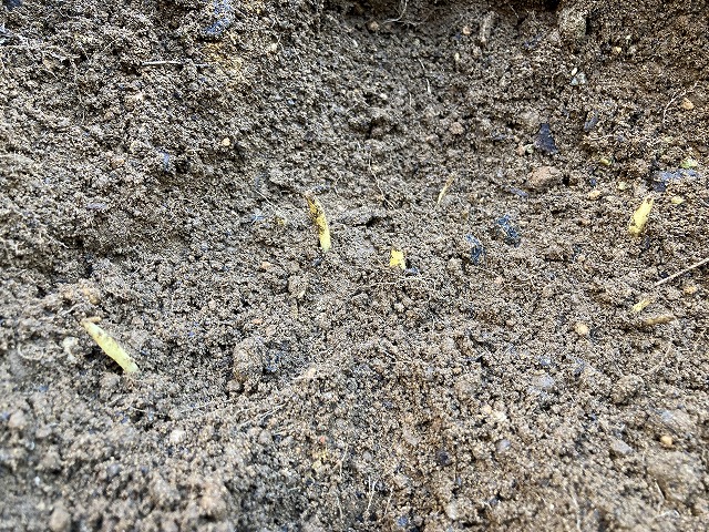 チューリップ 昨年の球根から芽が出ていた!