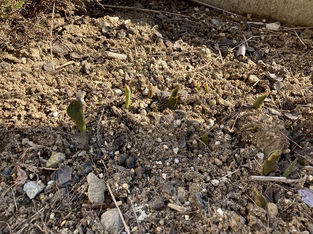 チューリップ 芽吹き 2月27日
