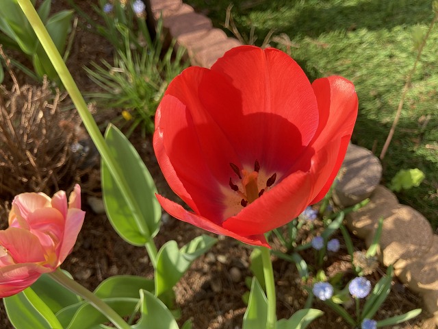 チューリップ 赤花