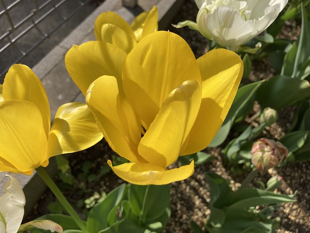 チューリップ 黄花