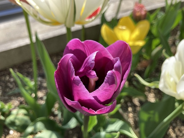 チューリップ 紫花