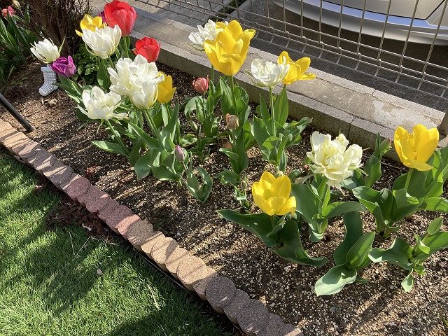チューリップ たくさん開花!