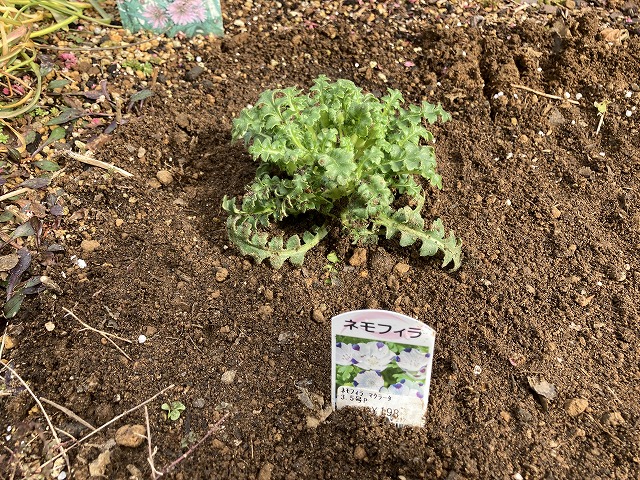 ネモフィラ・マクラータ　植え付け　２月14日