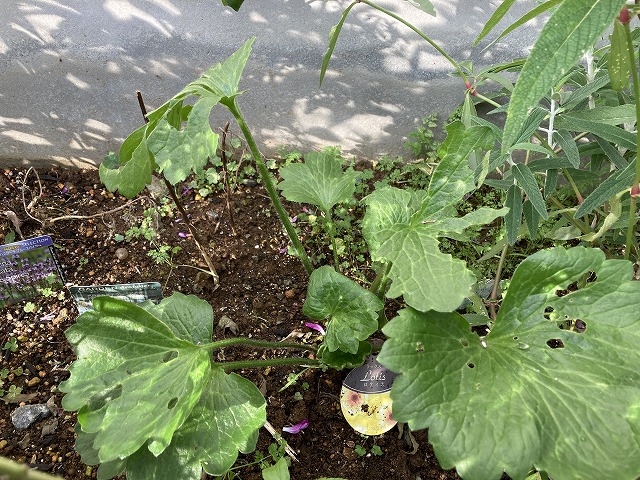 植えっぱなし2年目のラナンキュラス・ラックス「ロティス」、芽吹き