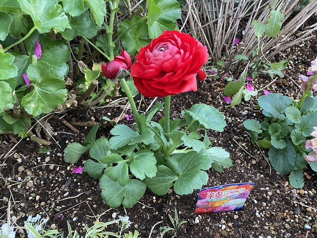 ラナンキュラス「綾リッチ」　植え付け　12月19日