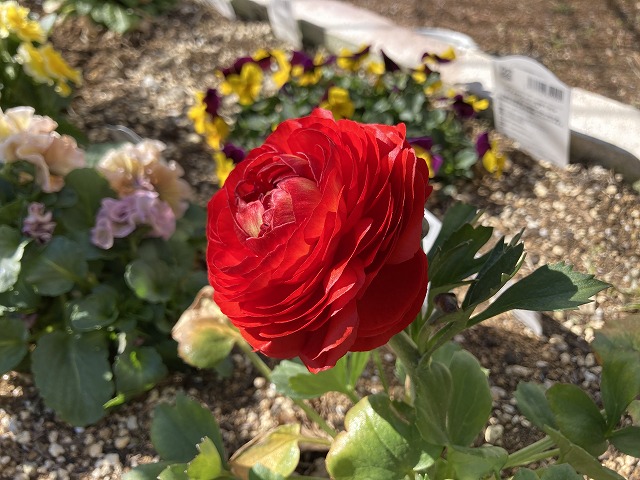 ラナンキュラス「綾リッチ」　３月６日