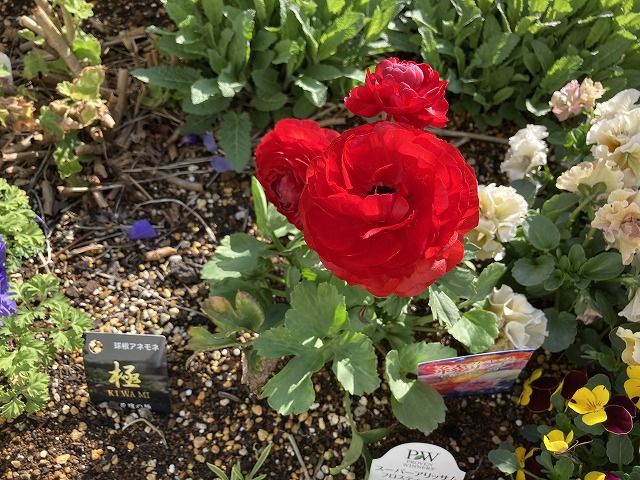 ラナンキュラス「綾リッチ」　３月28日