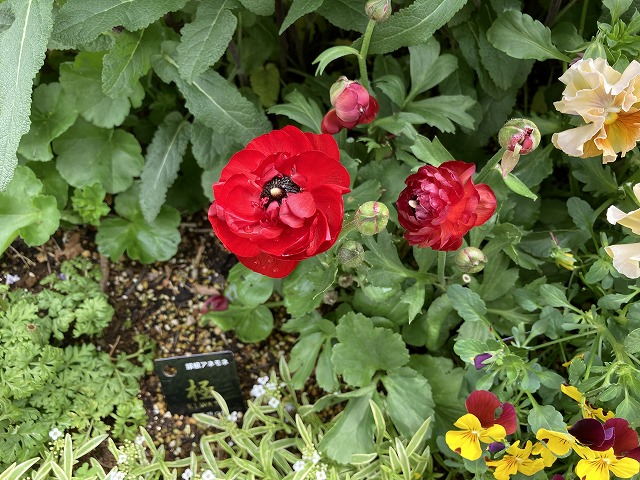 ラナンキュラス「綾リッチ」　４月27日