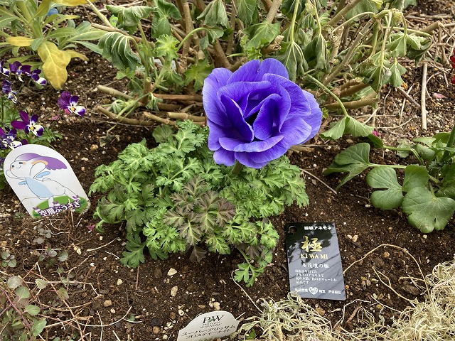 深い青紫色に魅了される！ アネモネ・ポルト「極」成長記録 - ズボラな