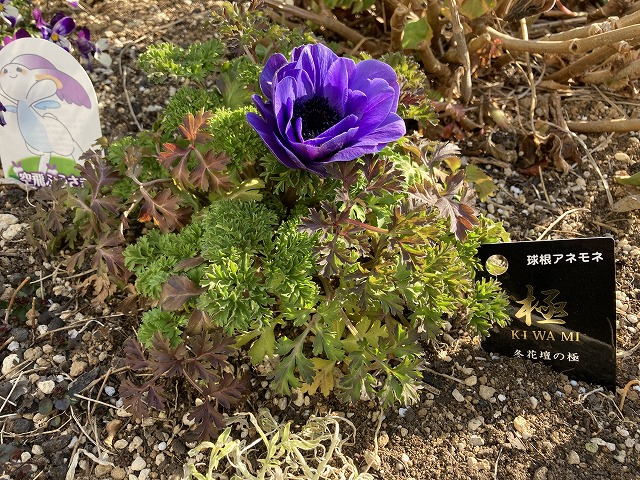 深い青紫色に魅了される！ アネモネ・ポルト「極」成長記録 - ズボラな