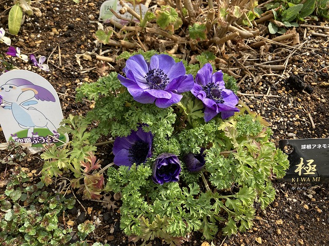 深い青紫色に魅了される！ アネモネ・ポルト「極」成長記録 - ズボラな