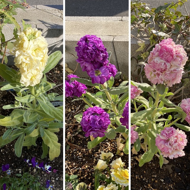 色とりどりのストック 冬 春の花壇の強い味方 ズボラな週末ガーデニング