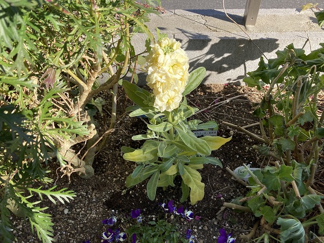 ストック　植え付け　１月５日