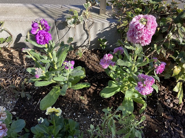 ストック 植え付け 1月5日