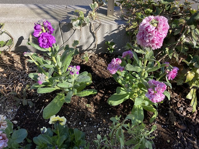 ストック　植え付け　１月５日