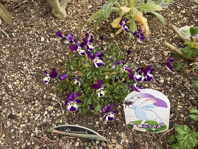 ビオラ「空飛ぶうさぎ」　１月23日