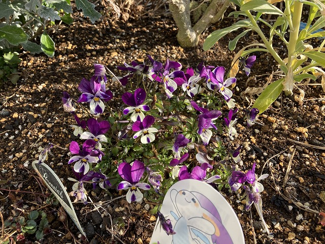 ビオラ「空飛ぶうさぎ」　３月５日