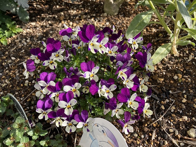 ビオラ「空飛ぶうさぎ」　３月28日