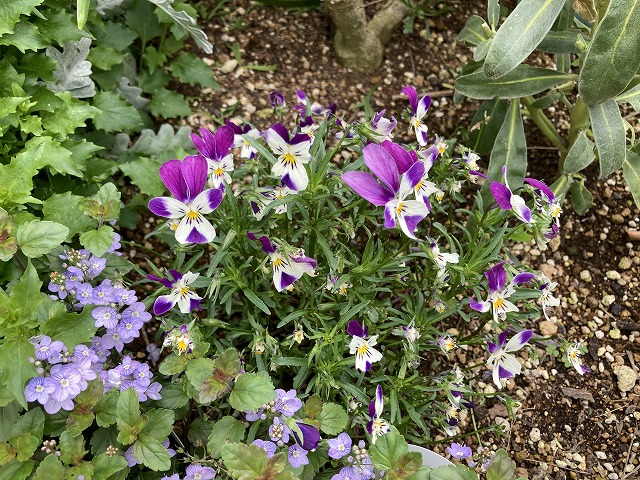 ビオラ「空飛ぶうさぎ」　４月24日