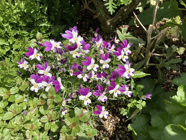ビオラ「空飛ぶうさぎ」　５月11日