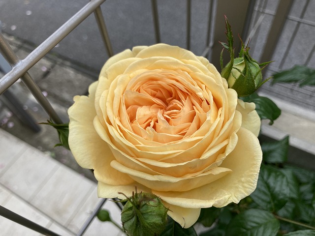 １年目のティップントップ　５月15日