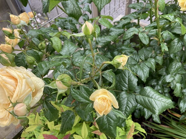 房咲きの中央の花は早めにカット