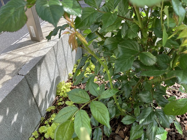 30 cmほどに伸びたベーサルシュート
