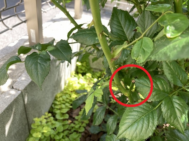 以前ピンチした場所から新たな枝が伸びた様子
