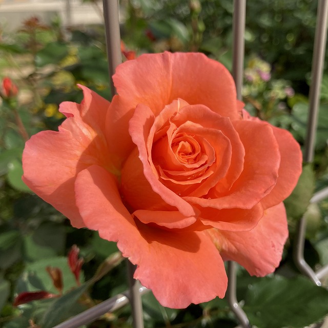 ビブレバカンス バラ 特徴 育て方 オレンジ ブログ オレンジのバラ メイアン 大苗 地植え 春の花 花持ち