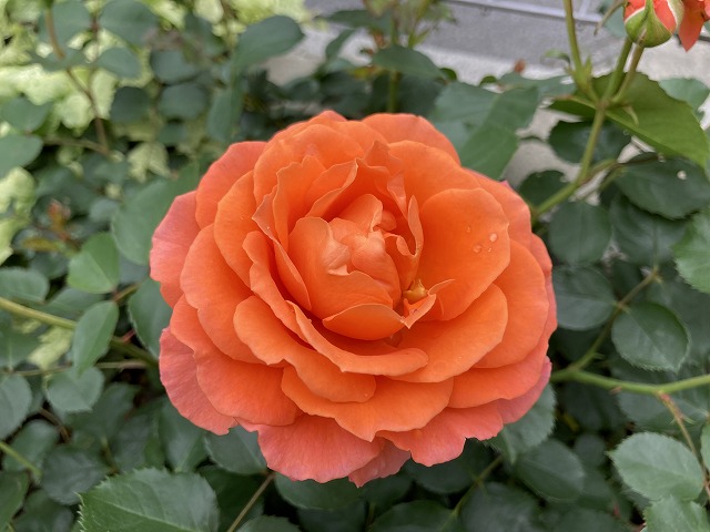 ビブレバカンス! 花の形の変化