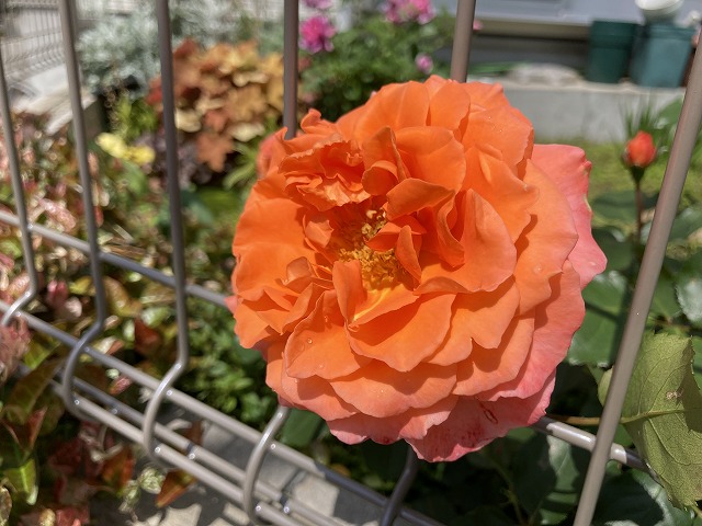 ビブレバカンス! 花の形の変化