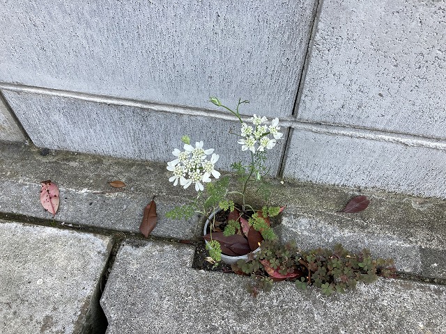 オルレア・グランディフローラ(3年目) 道端で開花